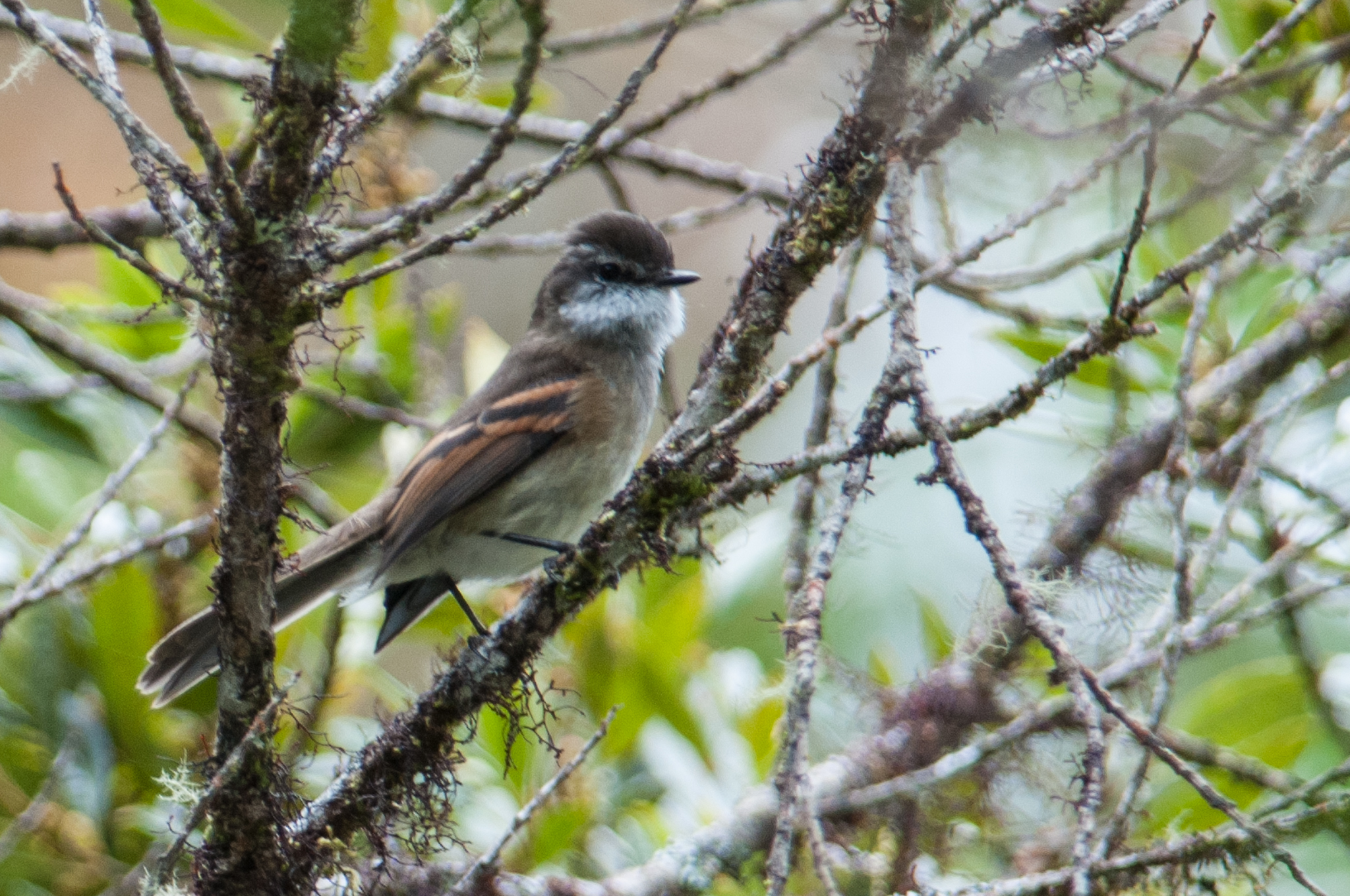 Mecocerculus leucophrys image