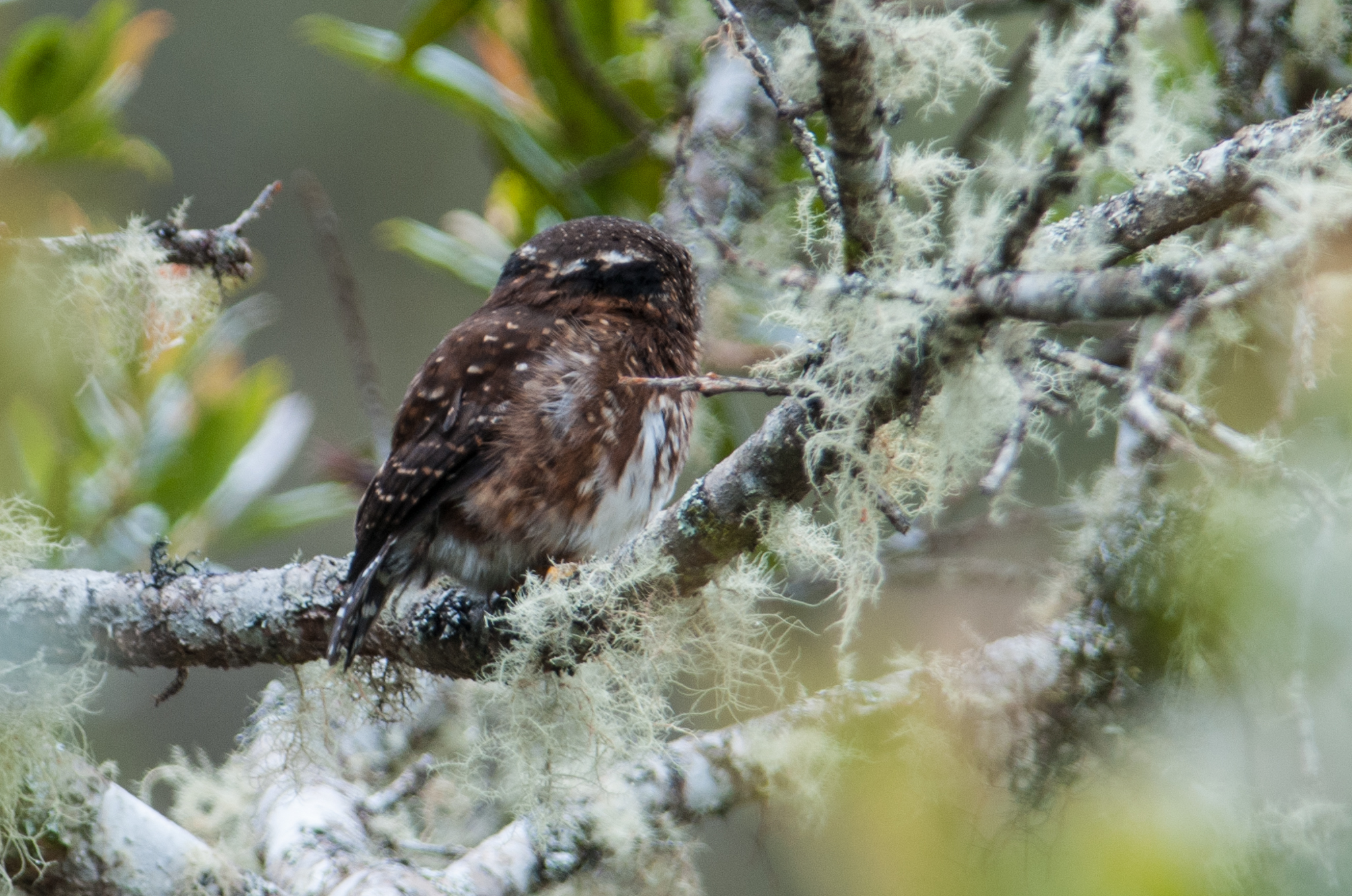 Glaucidium jardinii image