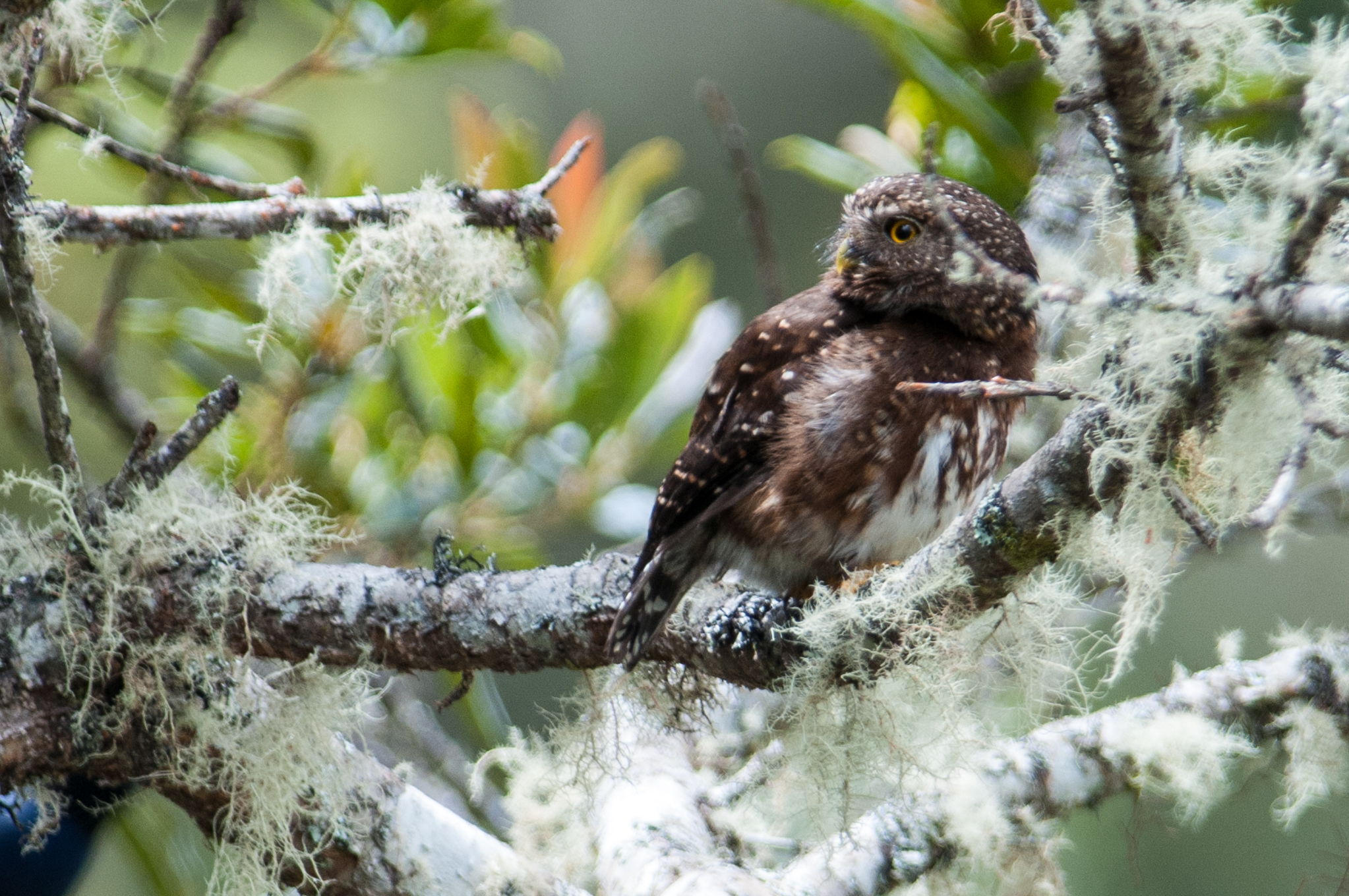 Glaucidium jardinii image