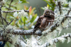 Glaucidium jardinii