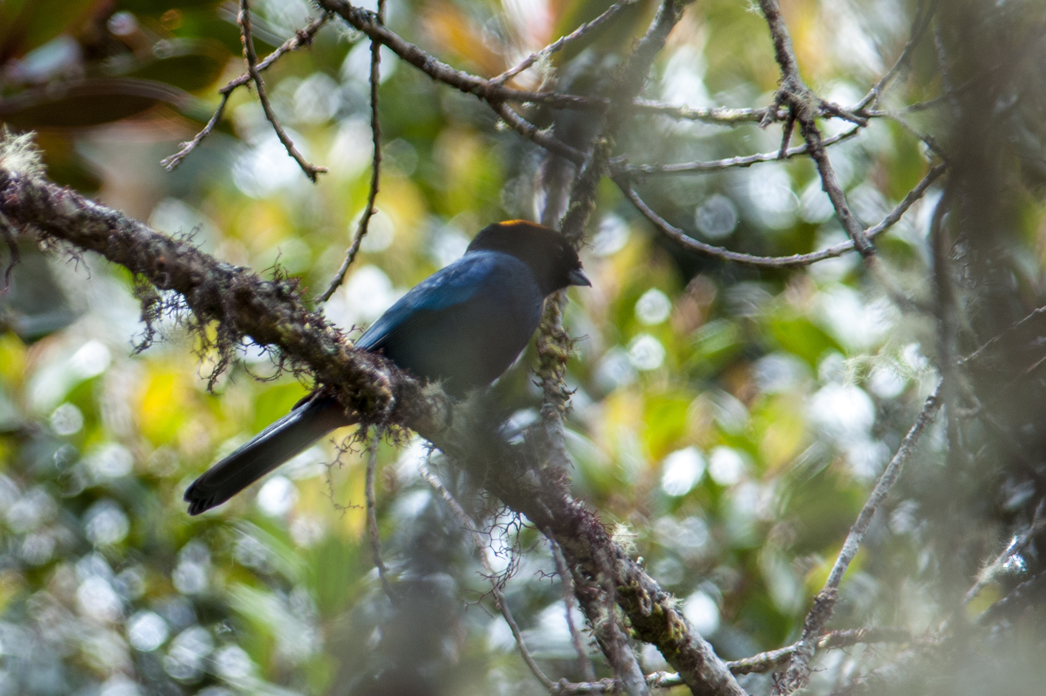 Iridosornis image