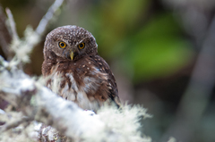Glaucidium jardinii