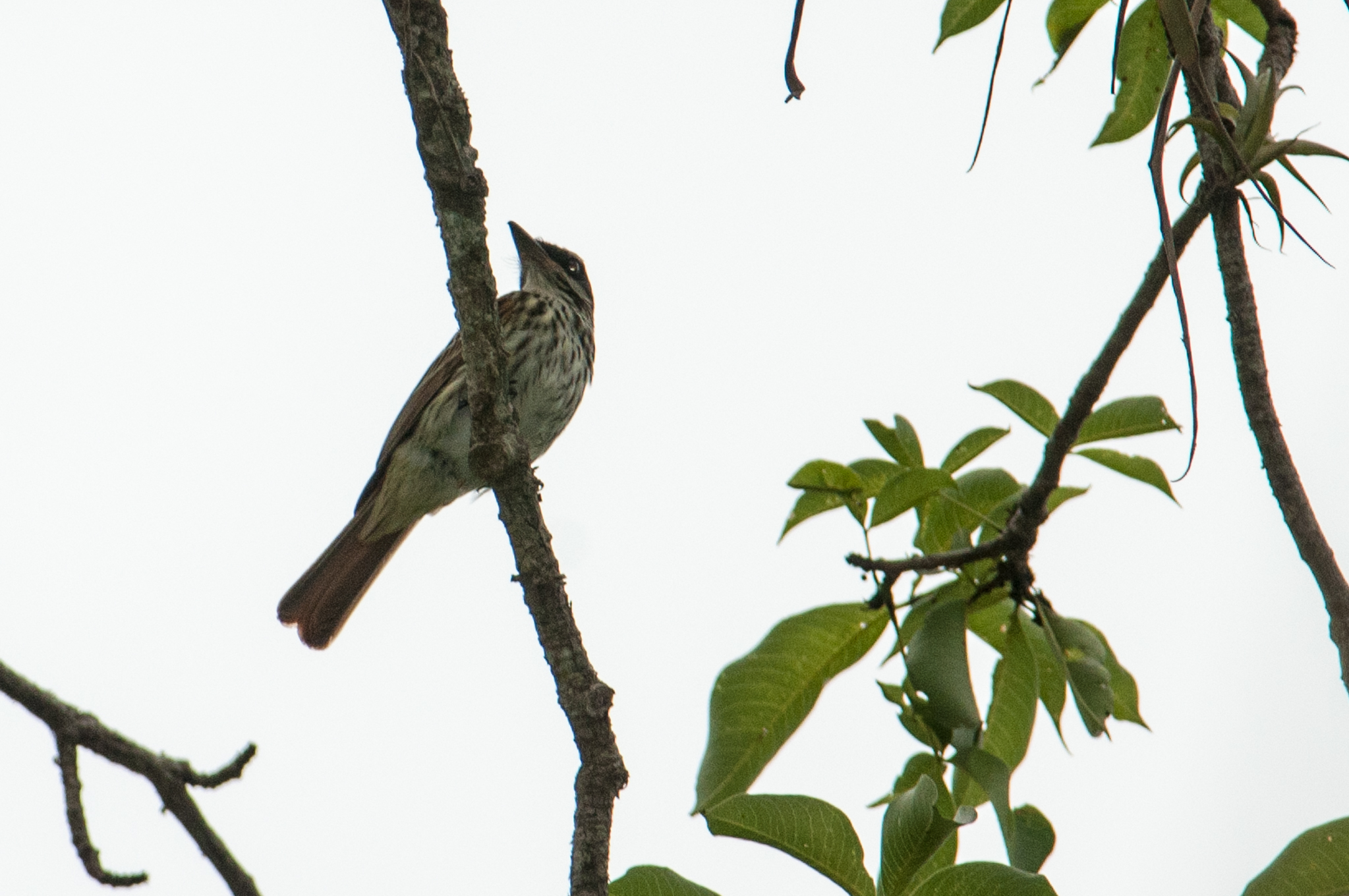 Myiodynastes maculatus image