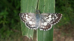 Burnsius adepta