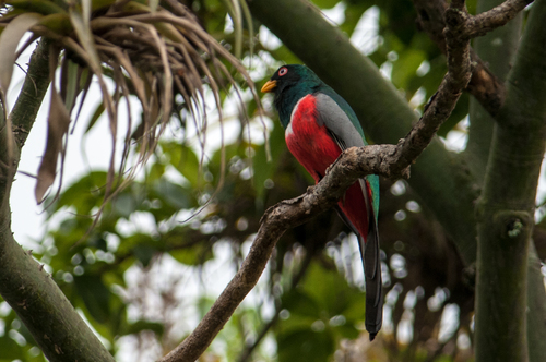 Trogon melanurus image