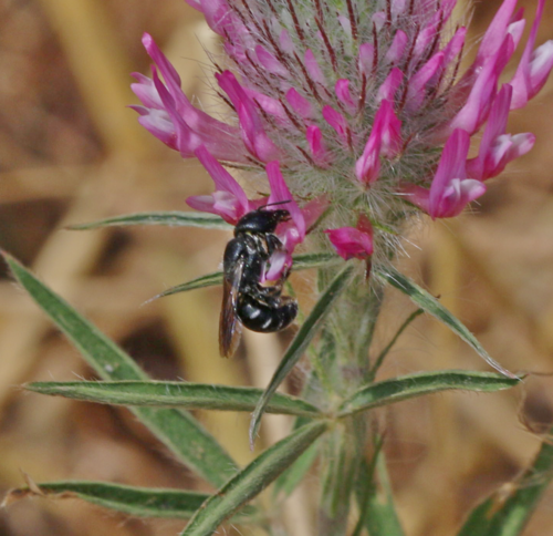 Osmia cephalotes
