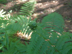 Olethreutes osmundana