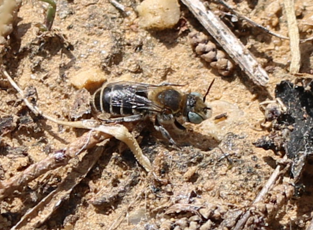 Hoplitis annulata