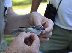Spizella passerina passerina