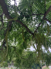 Gleditsia triacanthos