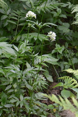Valeriana officinalis sambucifolia