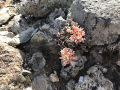 Sedum laxum