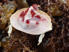 Cryptolithodes sitchensis