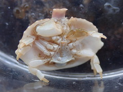 Cryptolithodes sitchensis