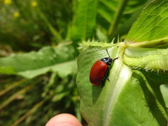 Chrysomela populi