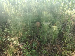 Equisetum telmateia telmateia