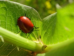 Chrysomela populi
