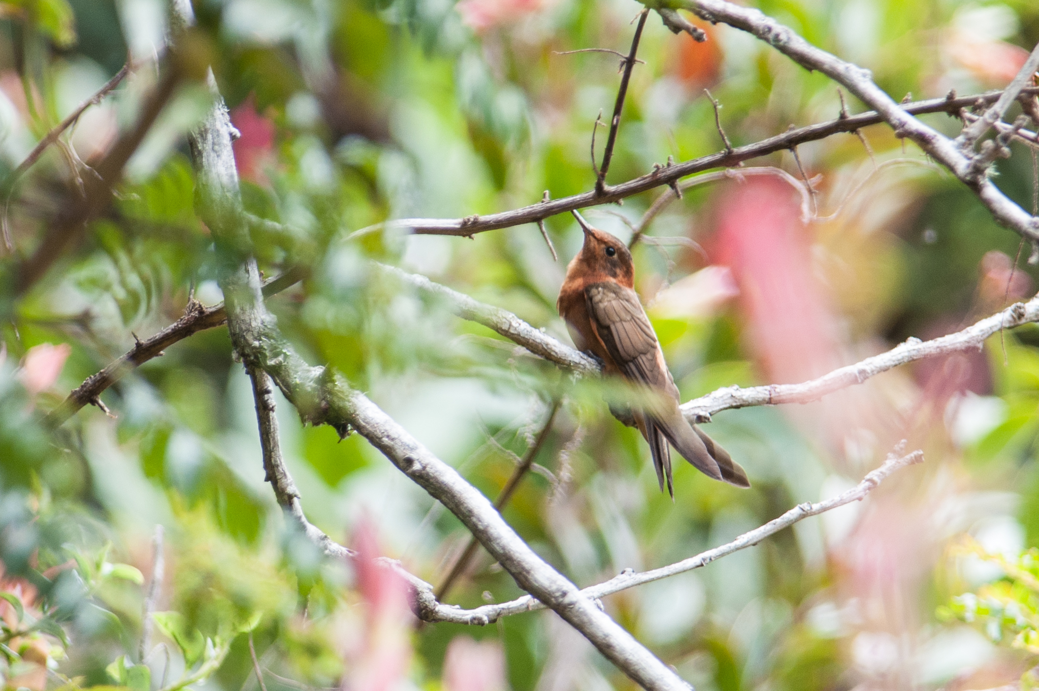 Aglaeactis cupripennis image