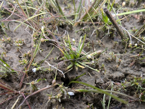 Subularia aquatica iNat (2)