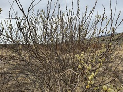 Salix lutea, photograph (c) Matt Lavin, some rights reserved (CC BY)