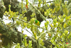 Chlorophonia occipitalis