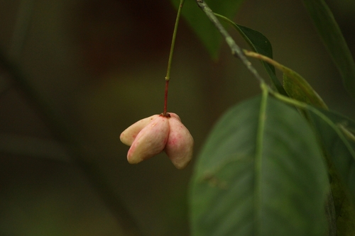 Burningbush (Euonymus atropurpureus)