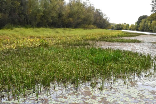 Image of Sagittaria rigida by (c) Gabriel Campbell-Martinez, some rights reserved (CC BY)
