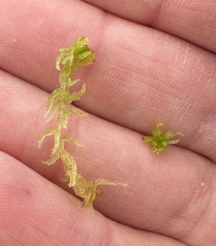 Image of Sphagnum tenellum by (c) Scott Shanks, some rights reserved (CC BY)