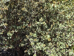 Ceanothus otayensis
