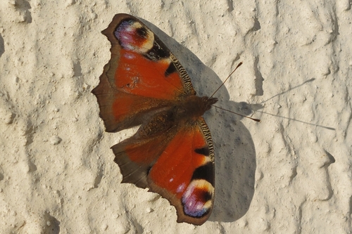 European peacock