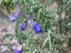 Delphinium longipes