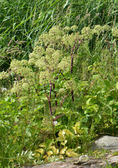Angelica archangelica litoralis