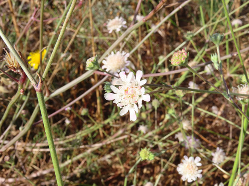 Pycnocomon rutifolium