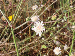 Pycnocomon rutifolium