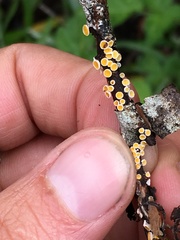 Capitotricha bicolor