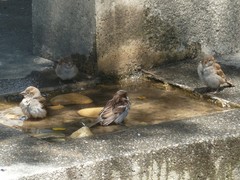 Passer domesticus