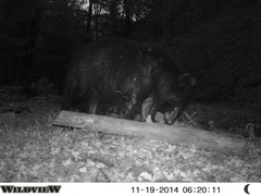 Ursus americanus machetes