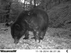 Ursus americanus machetes