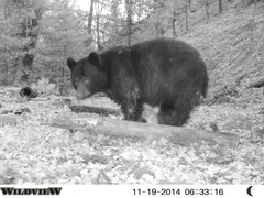 Ursus americanus machetes