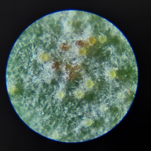 Golovinomyces sonchicola