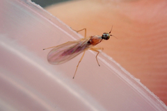 Phyllodromia melanocephala