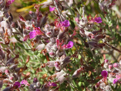 Teucrium marum