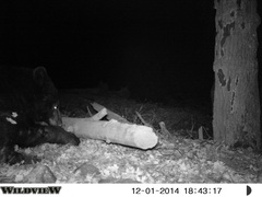 Ursus americanus machetes