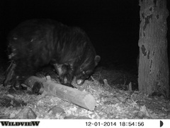 Ursus americanus machetes