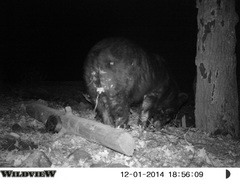 Ursus americanus machetes