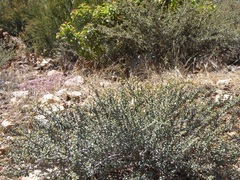 Ceanothus otayensis