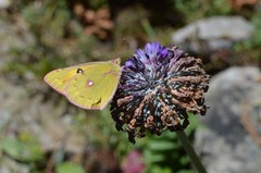 Colias fieldii