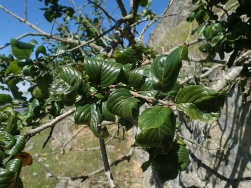 Image of Rhamnus alpina by (c) Daniel Cahen, some rights reserved (CC BY)