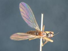 Phyllodromia melanocephala