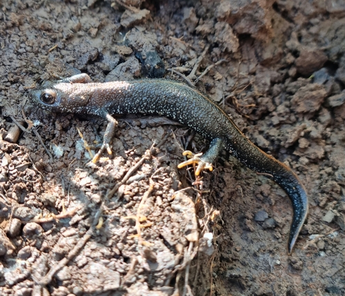 Danube Crested Newt, Gyöngyös, 3200 Magyarország, photo 7 of 10